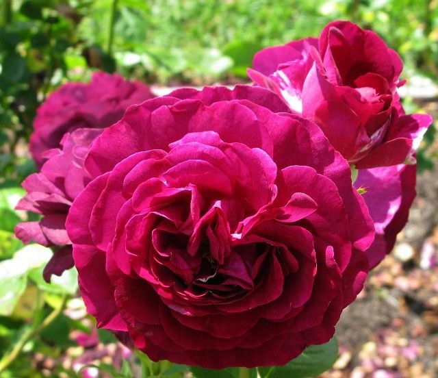  photo 3TwilightZoneatsjmunigardcarruth13IMG_120179gamma_zps6af4a282.jpg